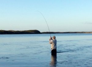 Fish on