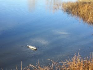 Fish on ice