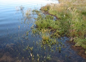 Freshly flooded grass