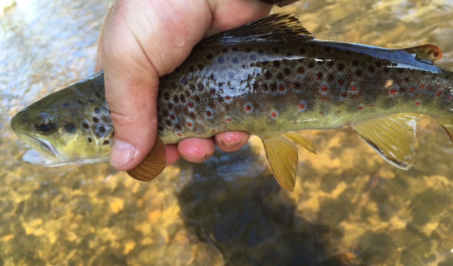 Guide's reward.