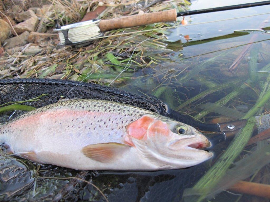 Consolation prize - this 2 pound rainbow was great fun to catch, but we should have done better!