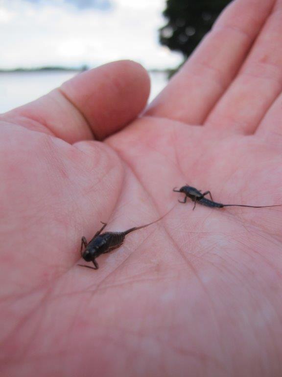 In spring 2013 there were plenty of mayfly nymphs around at Hepburn (above) and plenty of other central Victorian lakes. So why weren't the hatches better?