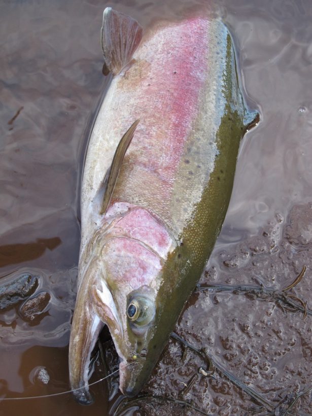 Fertile Hepburn Lagoon has always been able to grow big trout. Now, a 45cm minimum size and 3 trout bag limit means mnay more stocked trout will get a vhance to do just that.