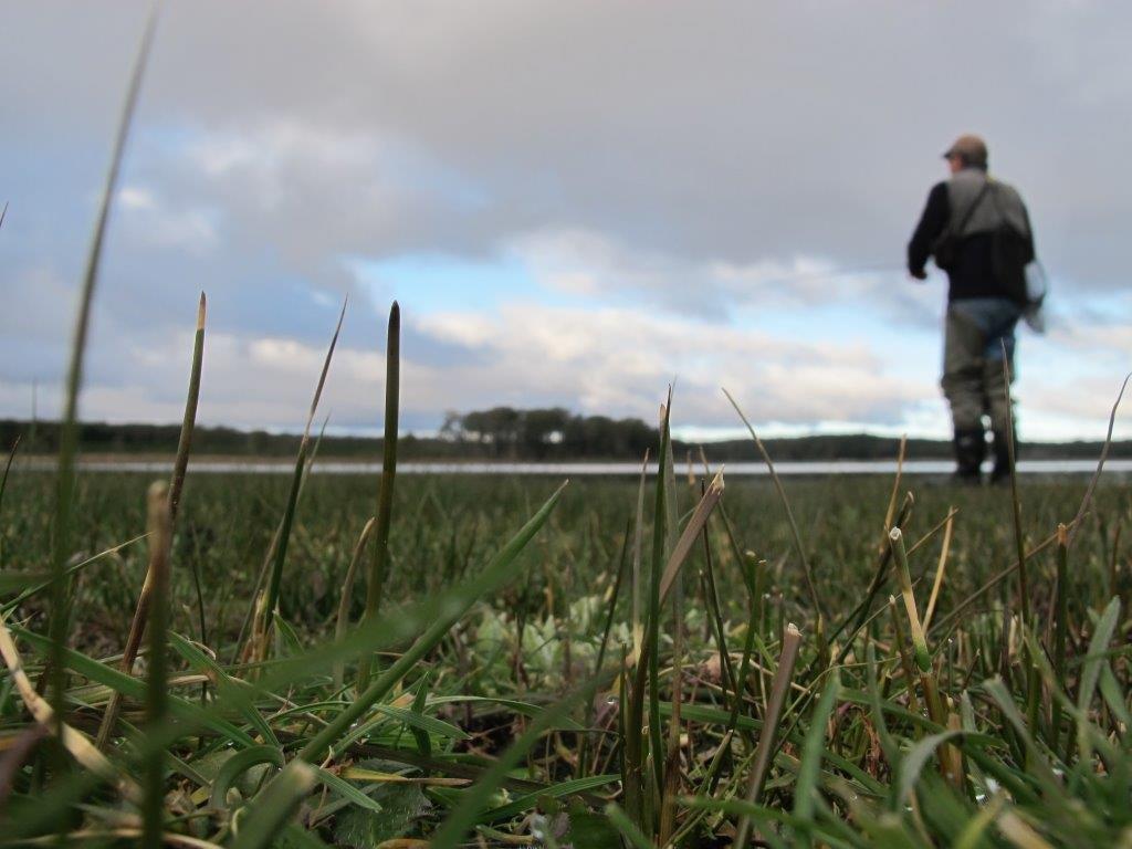 Thanks to two dry years, last year's grass below the high water mark at Moorabool Reservoir has had a chance to grow some more.