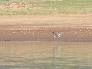 Heron