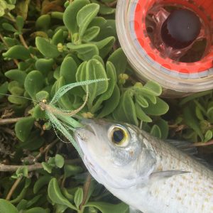Herring and fly
