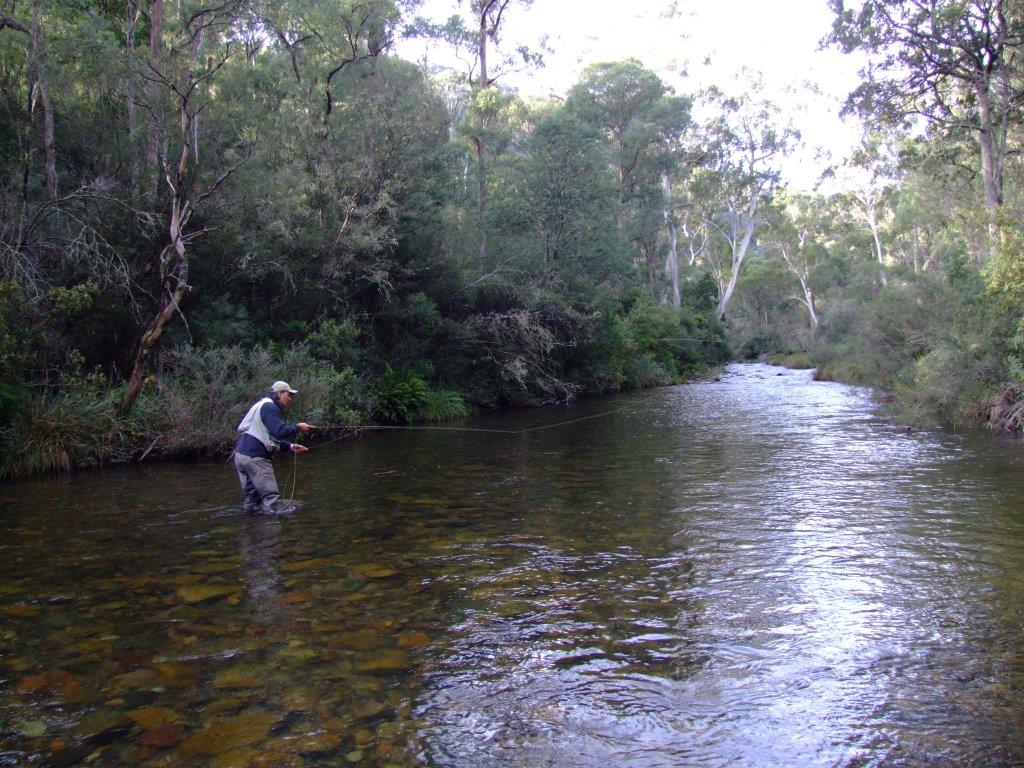 We know from the first Wild Trout Program results that the Howqua is recruiting large numbers of wild trout. Barium marking and fin-clipping will help determine if stocked trout are having a positive, negative or neutral impact on the Howqua's trout fishery.