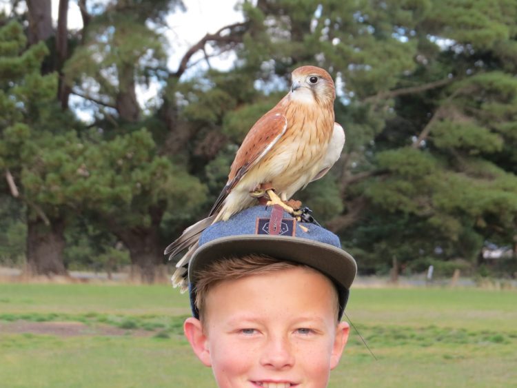 Inquisitive kestrel.