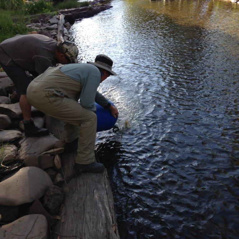 Releasing surveyed trout after being weighed and measured. Knowing length & weight allows trout condition to be assessed.