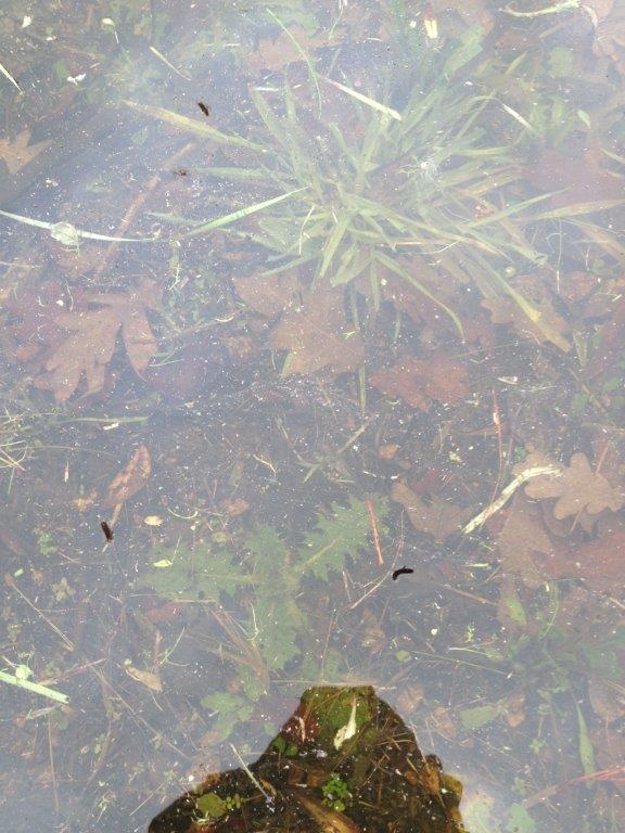 Those dark specs are drowning beetle larvae as a lake at Millbrook starts to flood long-exposed ground. The longer the edges have been dry, the more food is likely to be flushed.
