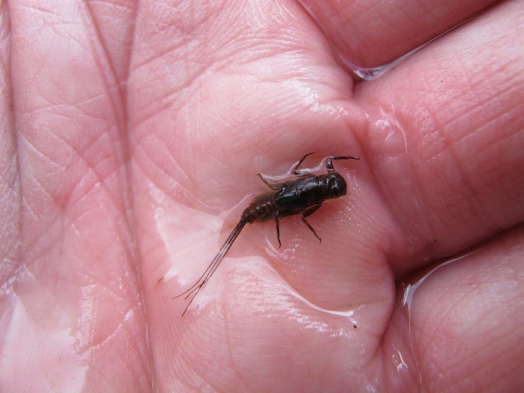 A real Atalophlebia mayfly nymph - the insect responsible for the majority of lake mayfly action in Victoria.