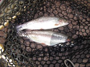Two on two hooks