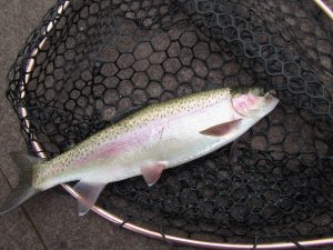Penstock rainbow