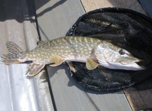 Pike