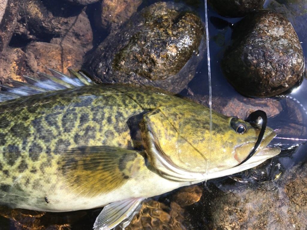 Andrew's cod from the rapid.