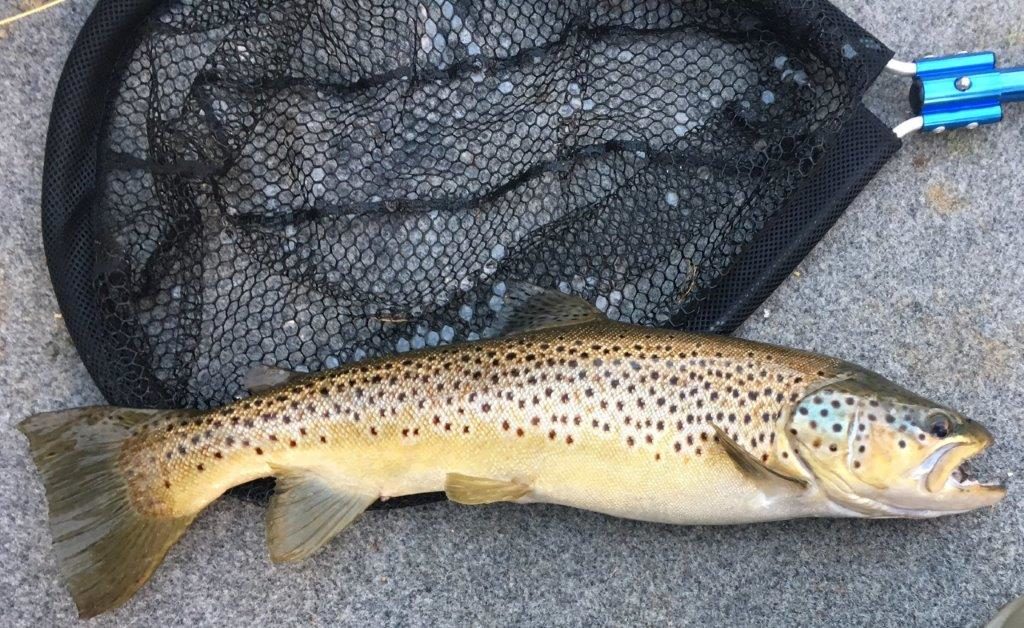 A good brown poses briefly beside the big boat net before release.