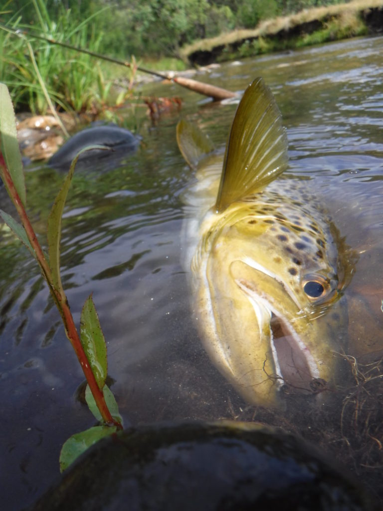 First cast of the day! 