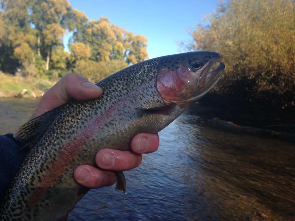 Autumn colours on the Tumut - a very pretty (and productive) time to fish. 