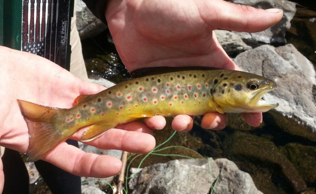 A browny to make up the Snowy species trifecta. 