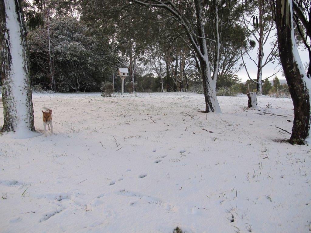 Morning view. Our Jack Russell cross pup loved her first snowfall, though she was happy to retire in front of the wood heater after half an hour of mayhem.