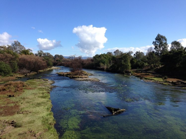 The run at ythe top of the picture, on the Goulburn River below Gilmours Bridge, must be one of the most heavily fished pieces of water in Victoria, yet it still produced three nice trout to the slow nymph.