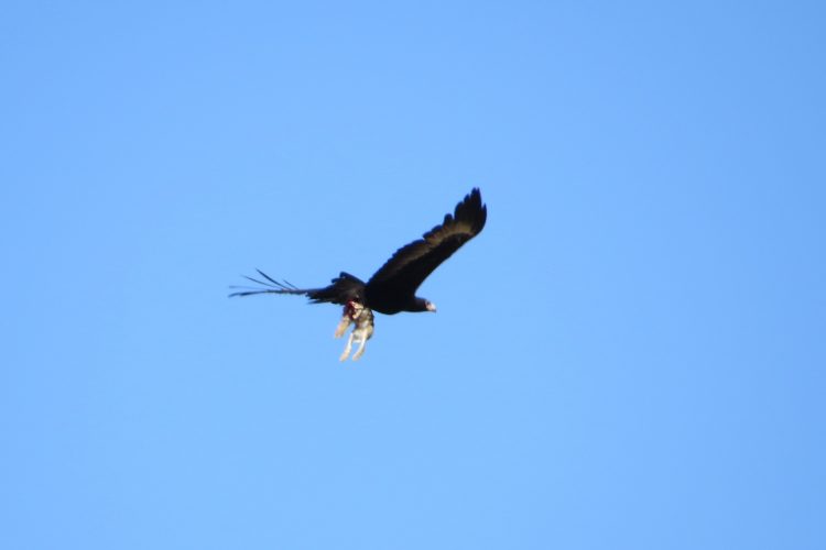 Wedge-tail with a rabbit. 