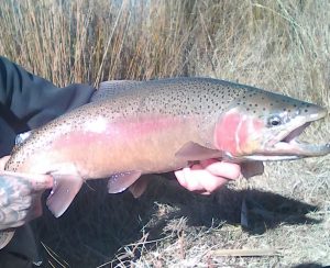 jindabyne-rainbow