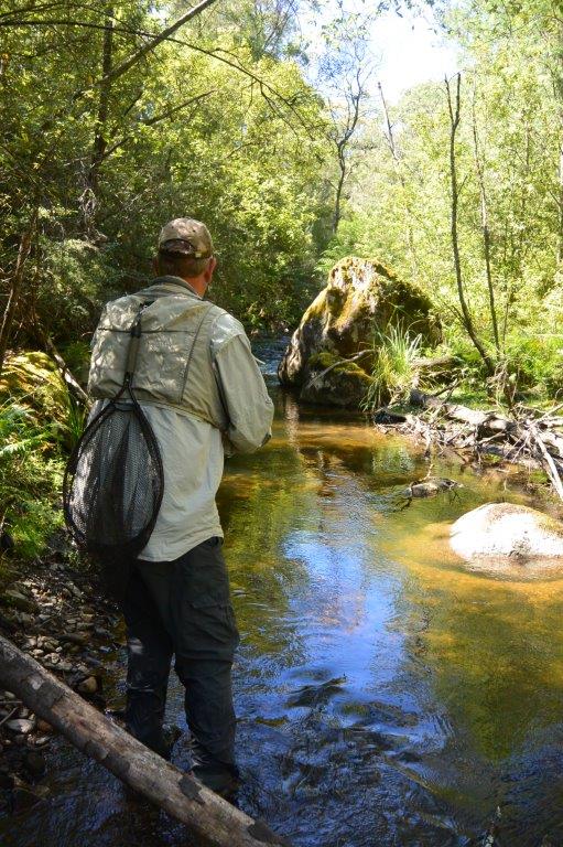 Seeking cool water midsummer on a shady upper Murray tributary. It would be very cold in that valley now.
