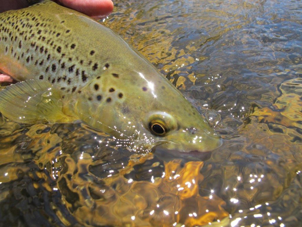 A wild brown trout from the King River. We love catching them, but we know very little about what makes the fishing great - and what doesn't.