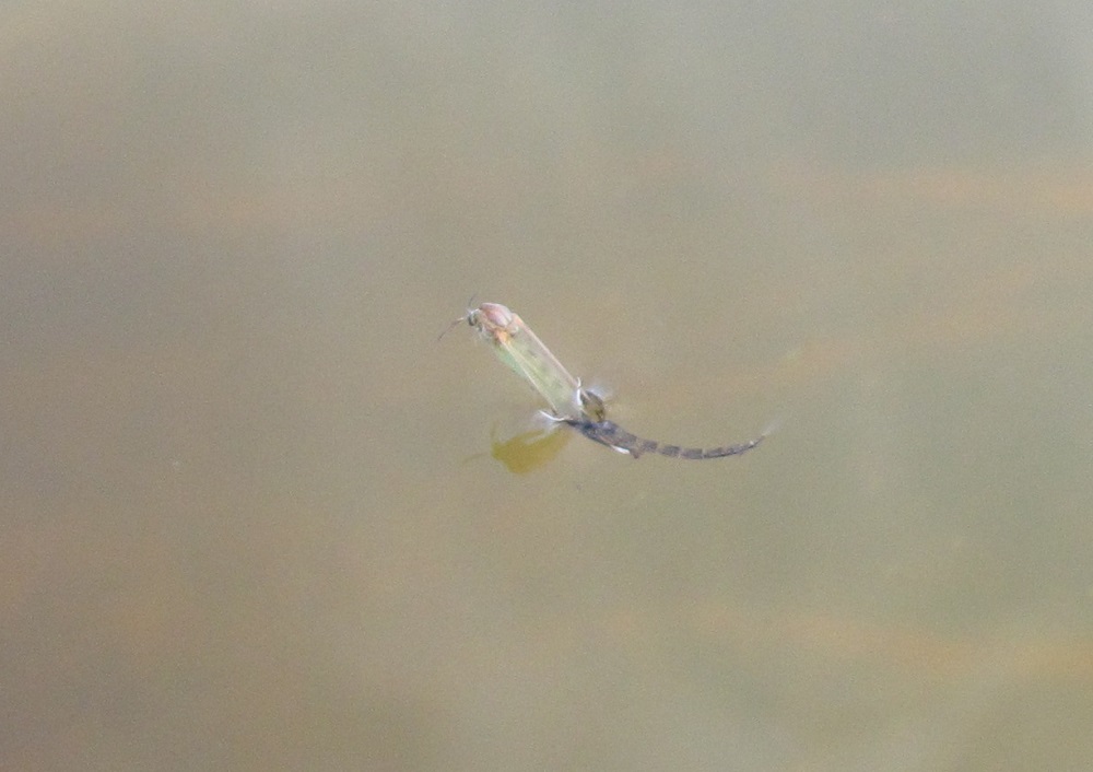This 'medium midge' emerger is already drifting steadily. Pupa, emerger or adult, midge hardly ever stop moving.