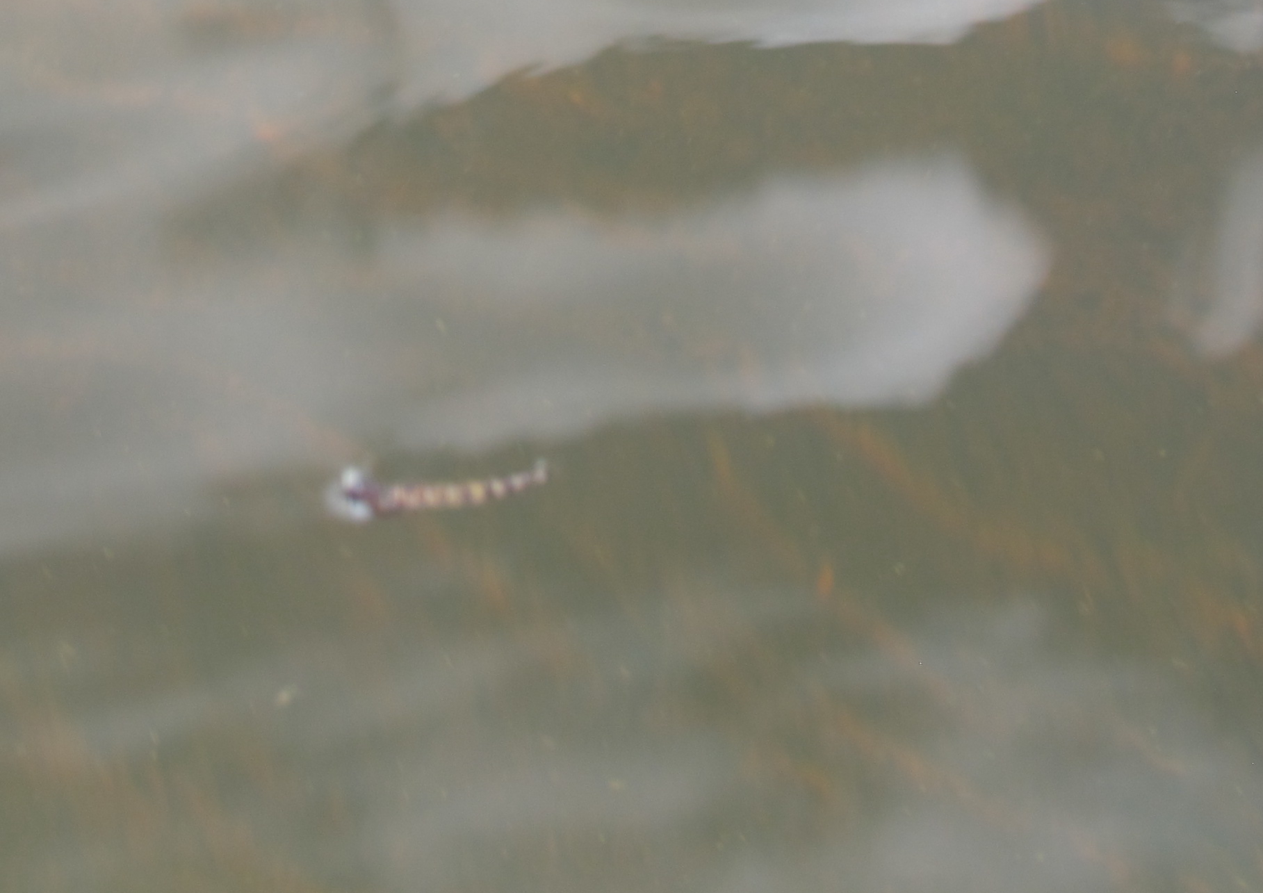 A bit fuzzy, but there's no mistaking this big midge pupa's segmentation and gills, plus some orange beginning to appear as it nears the surface.