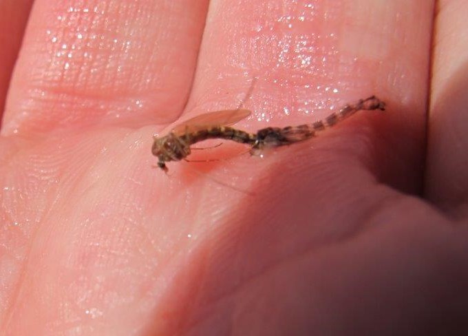 A chironomid picked up just as it was about to finish emerging from it's pupal shuck.