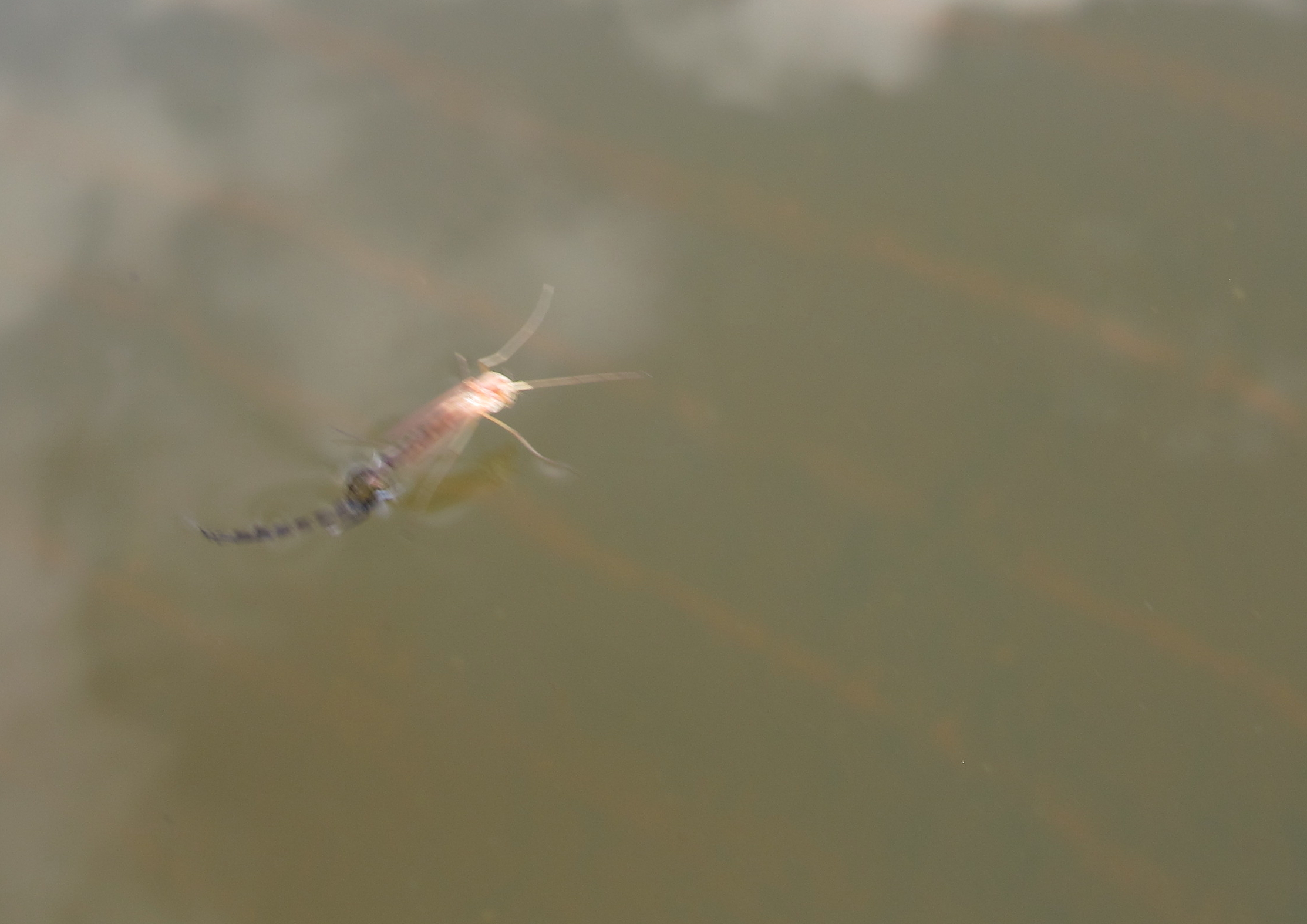 Sorry, blurry again (it's hard photographing a tiny moving target with trout rising in the background) But note the red/ orange 'splash.'