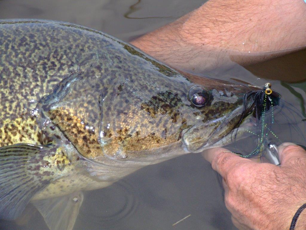 Murray cod take a long time to reach large sizes, and as with many angling species, these big fish are the most valuable breeders.