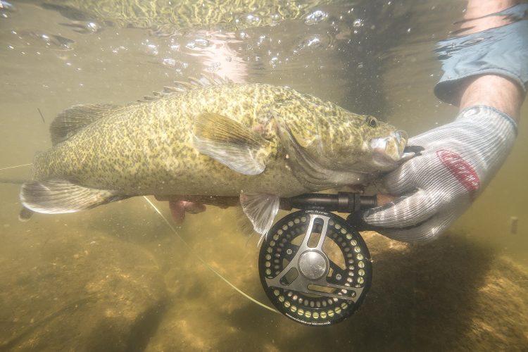 In brighter daytime conditionds, expect cod to favour subsurface flies.