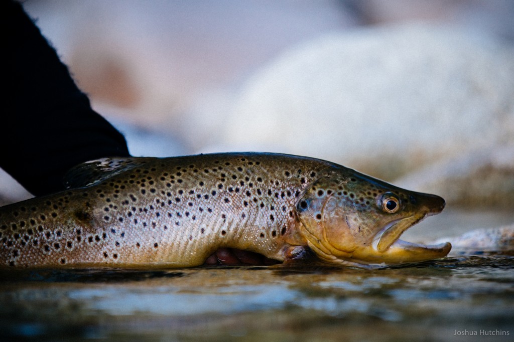 A West-Coast brownie, NZ.
