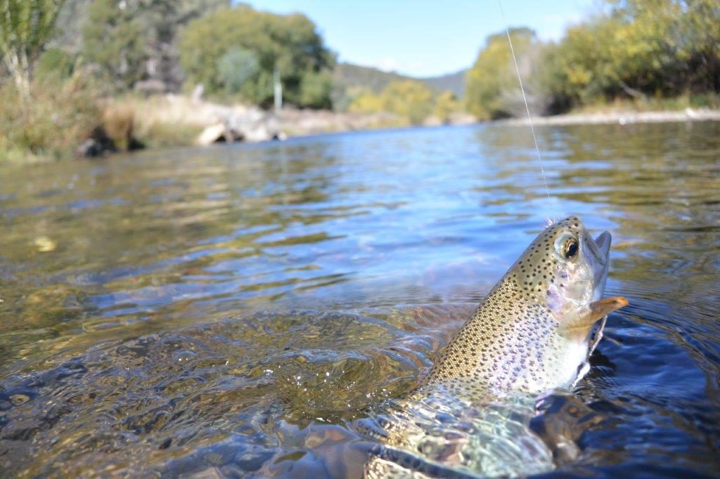 The Nariel is back to good health, but how are some of our other important streams like the Kiewa and Mitta doing?