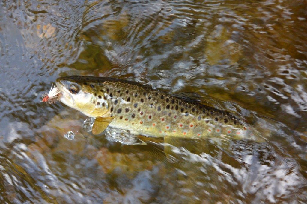 Like most north-east streams, Snowy Creek hasn't been stocked for decades and this little brownie is clearly wild. But where there is some overlap between stocked and wild fish, we need to know the mix in order to best manage the fishery. Guesswork won't cut it.