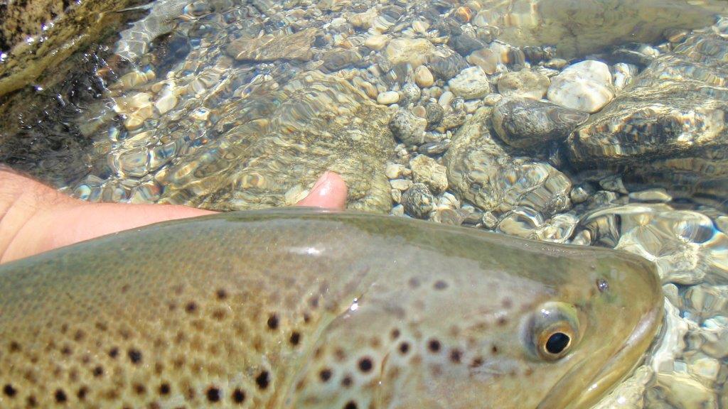 Big, heavy trout seem to be the norm this season - there's just the small matter of hooking and landing them!