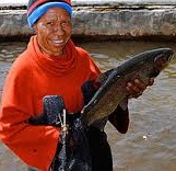 PNG Trout