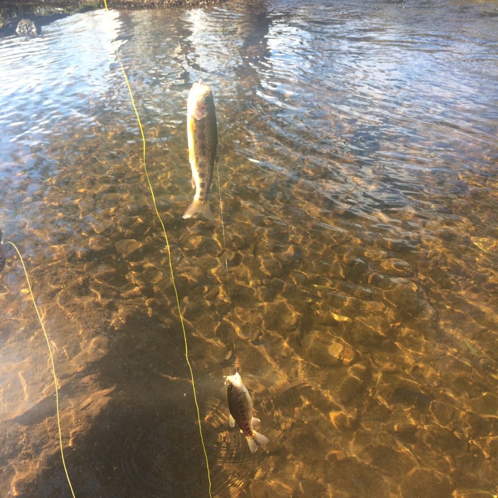 Double hookup with two small trout at Styx River.