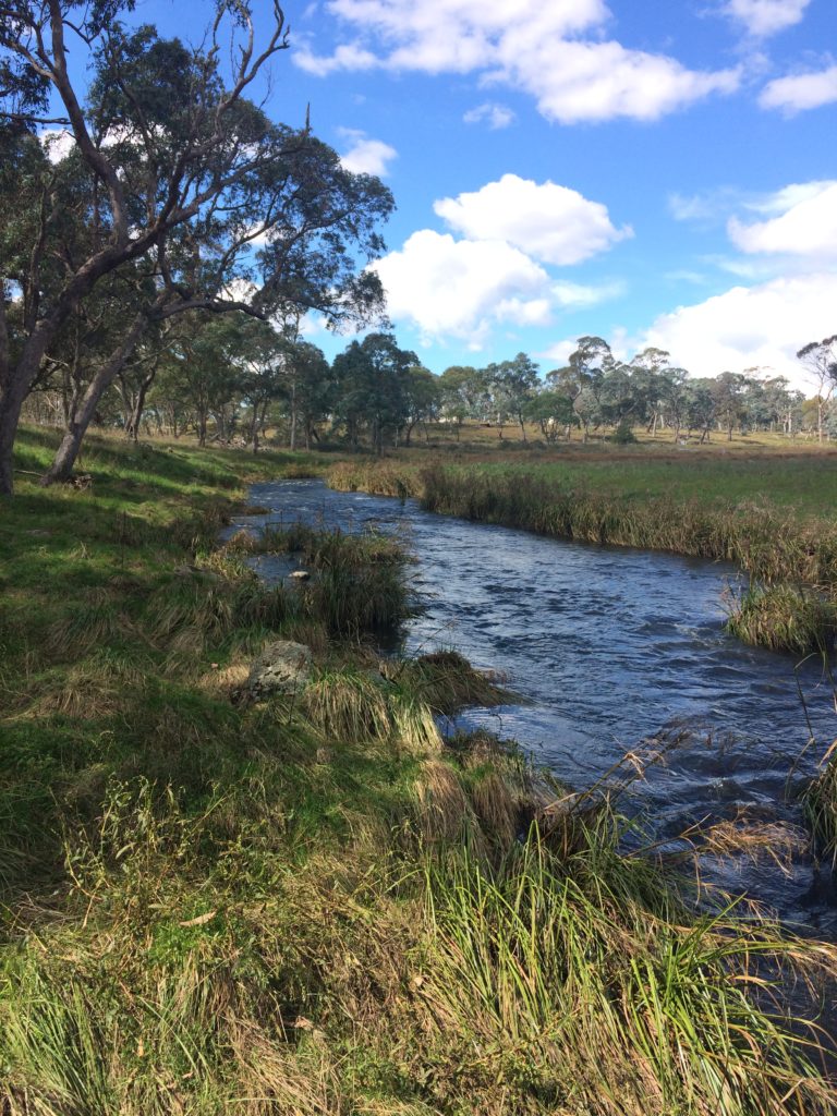 Guy Fawkes River.