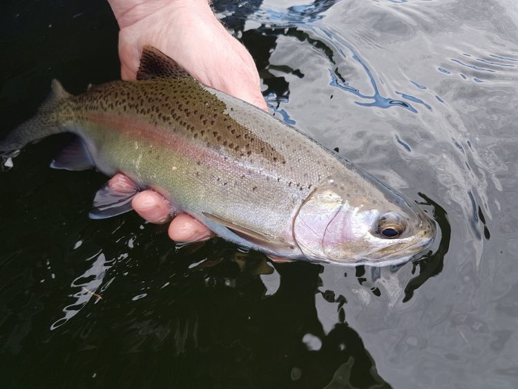 Slow, patient retrieves are an excellent option when the lake is falling and the trout - even rainbows like this one - are less active and aggressive.
