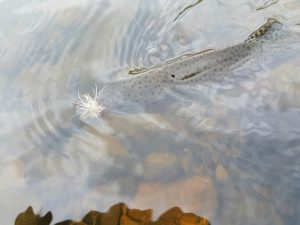 rainbow-on-caddis