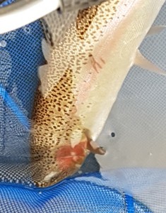 Rainbow spots