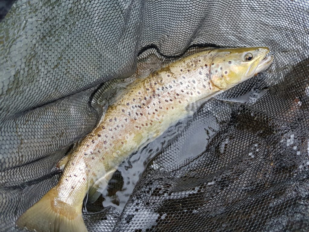 A fine river brown