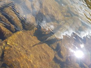 River release