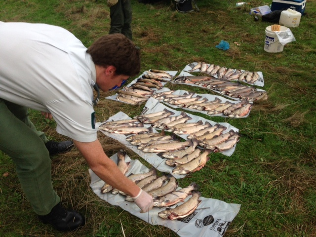 This illegal catch of brook trout exceeds the bag limit manyfold. Breaking fishing regulations can result in heavy fines, a court summons and even confiscation of vehicles and equipment.