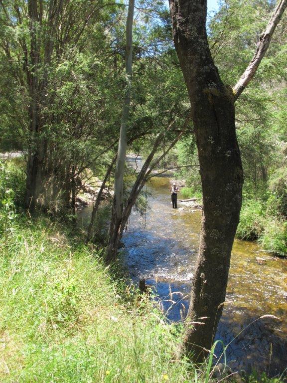 The ideal - although it's 30 C and midday in December on Snowy Creek, there's still plenty of shade and the water temperature is just 17 C.