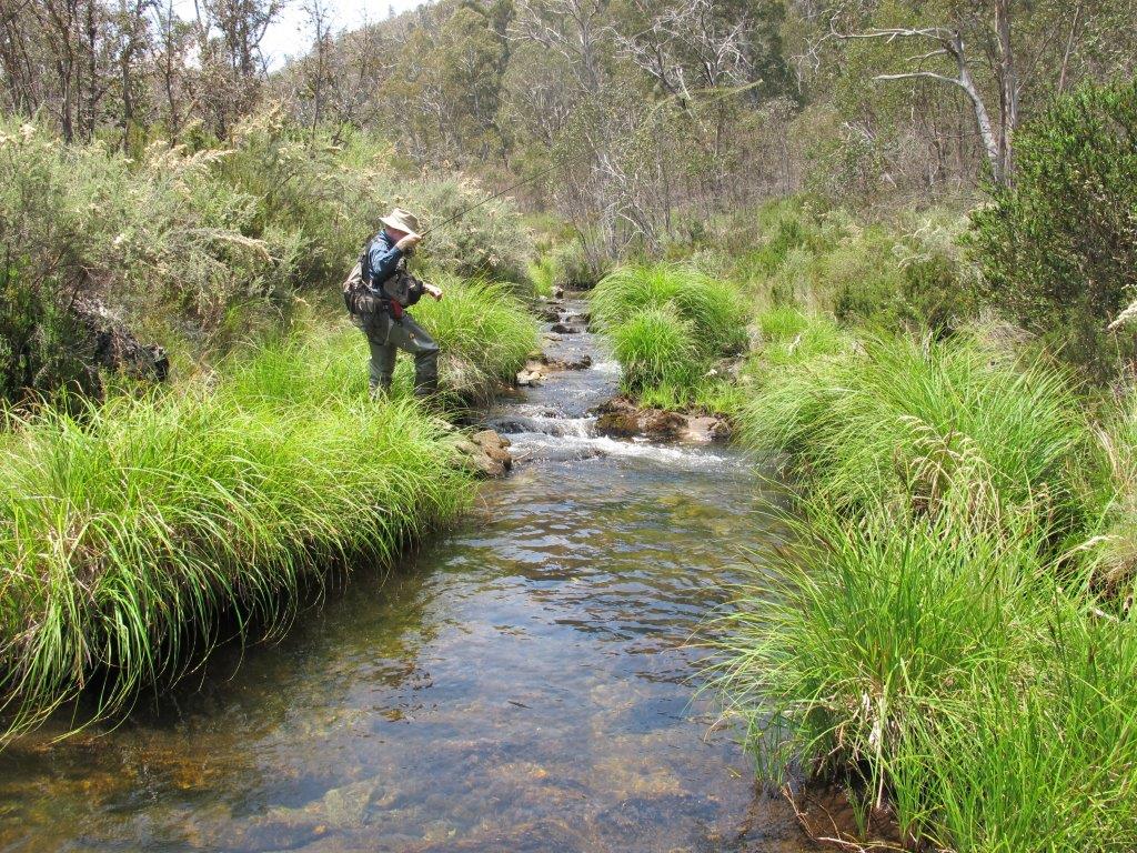 Despite hot, dry conditions in January last year, this Tumut River tributary in its upper catchment remained cool, with plenty of cover for its trout.